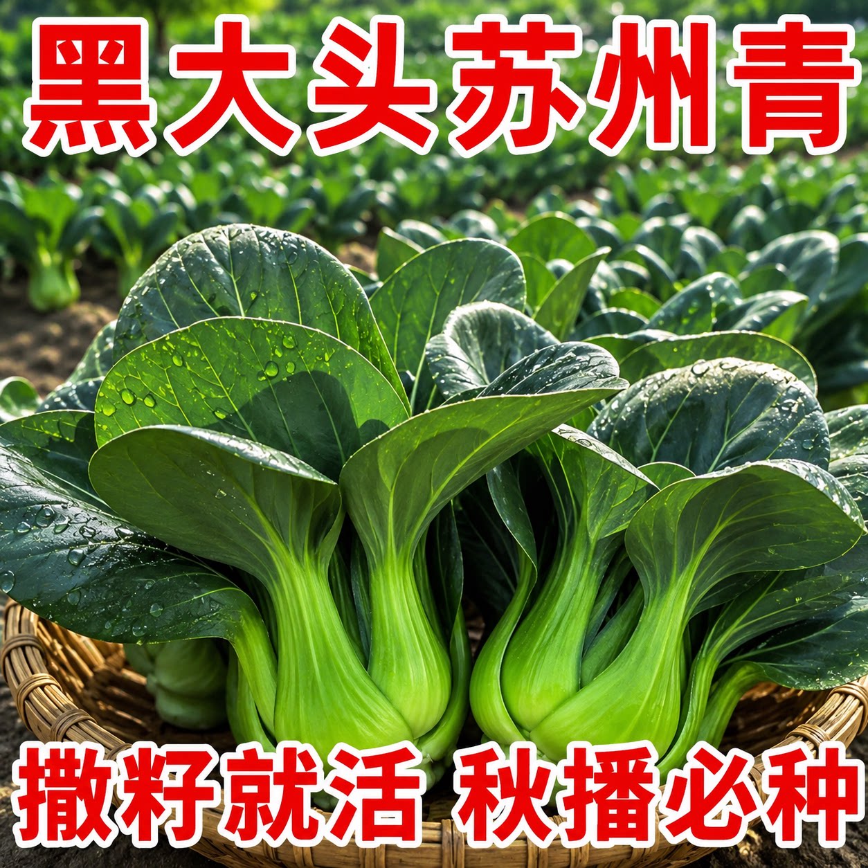 正宗苏州青矮脚黑油青梗菜种子