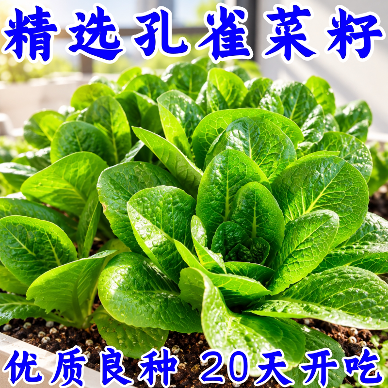 四季耐寒阳台盆栽蔬菜种子