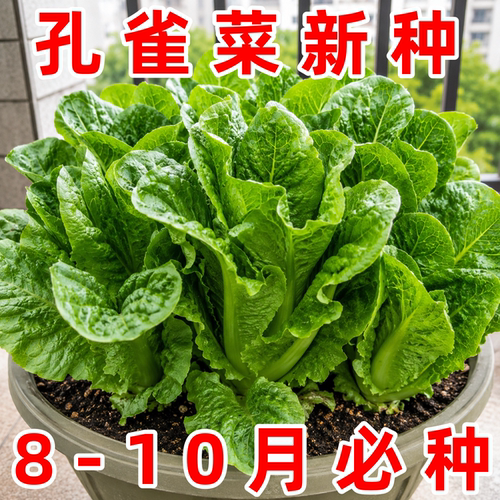 孔雀菜四季播不生虫不打药生菜