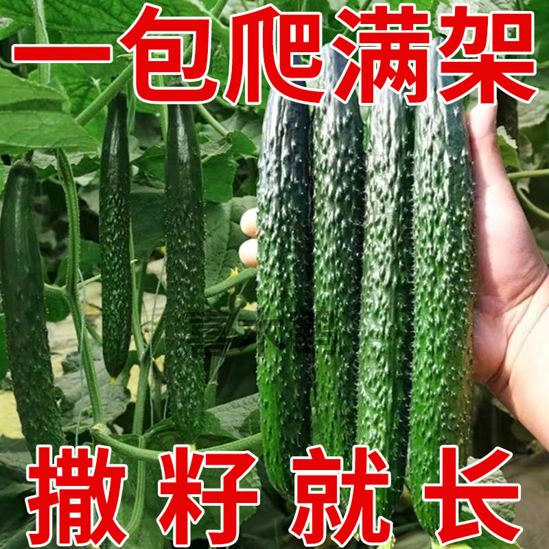 黄瓜种子绿心黄瓜籽春夏秋季耐热密刺黄瓜种籽庭院阳台四季蔬菜籽