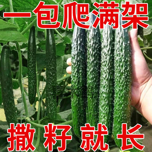 黄瓜种子绿心黄瓜籽春夏秋季耐热密刺黄瓜种籽庭院阳台四季蔬菜籽 - 封面