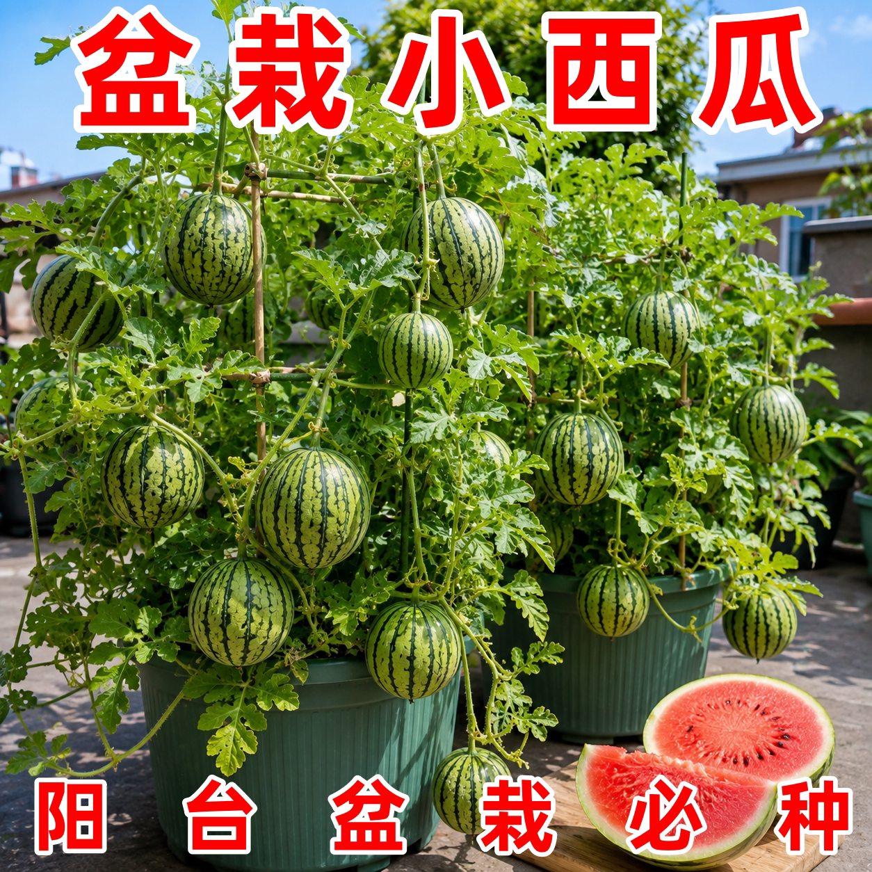超甜少籽西瓜种子四季阳台盆栽