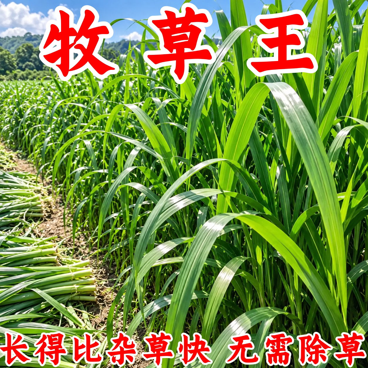 冬牧70黑麦草种子耐寒耐旱