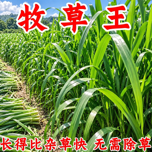 冬牧70黑麦草种子耐寒耐旱