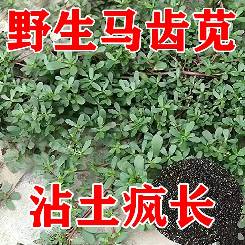 马齿苋种子四季可播易种盆栽