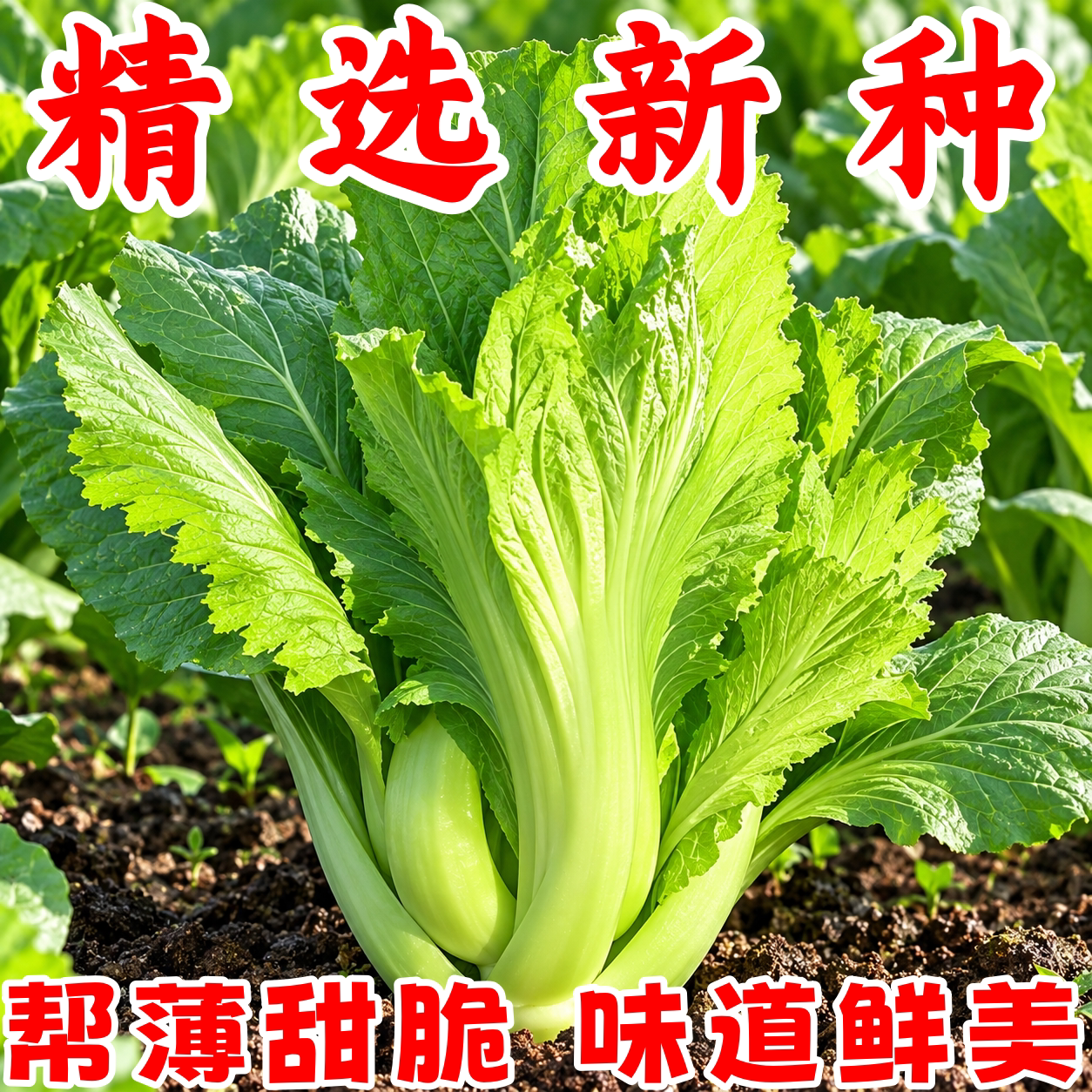 四季客家老品种大叶甜芥菜种子