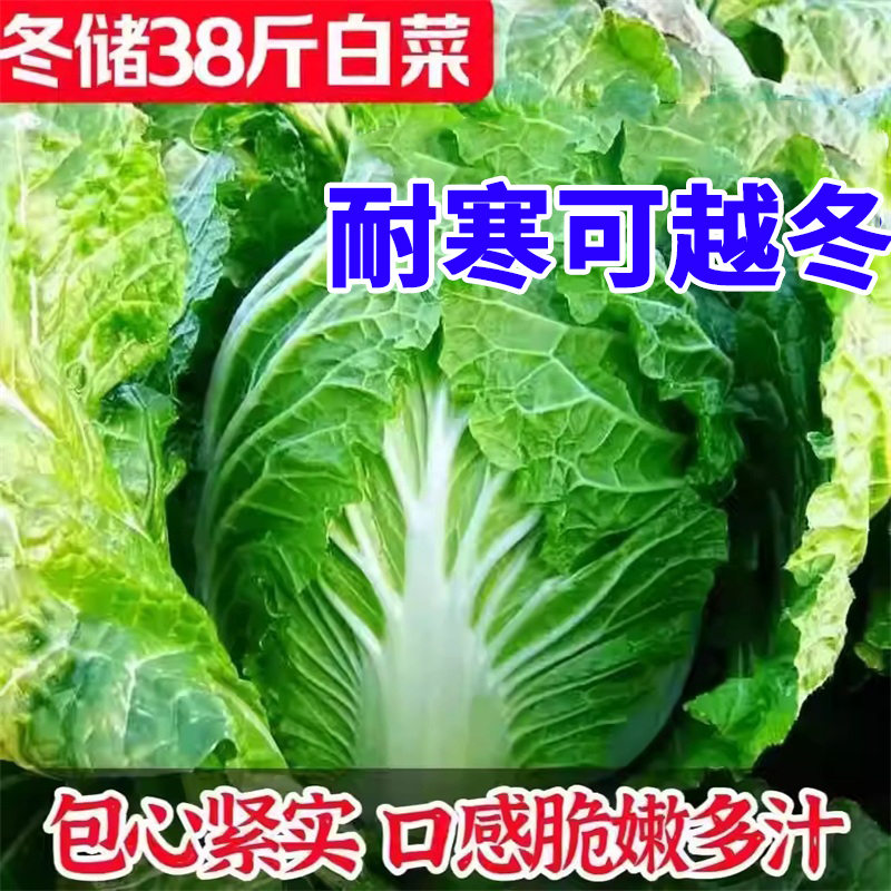 冬储38斤大白菜种子特大包心白菜种孑耐寒四季越冬高产蔬菜种
