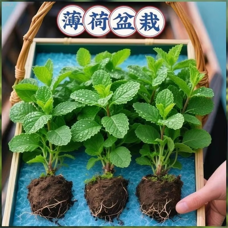 可食用薄荷苗清香易养盆栽水培