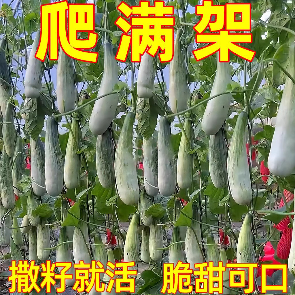 羊角蜜香瓜种子四季高产阳台