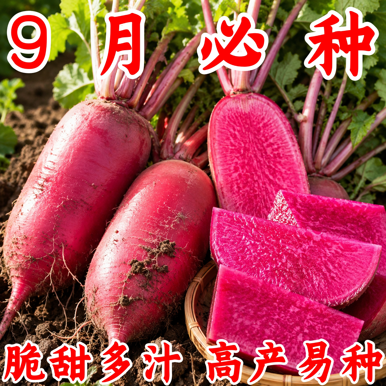 红皮红心四季甜脆耐热萝卜种子