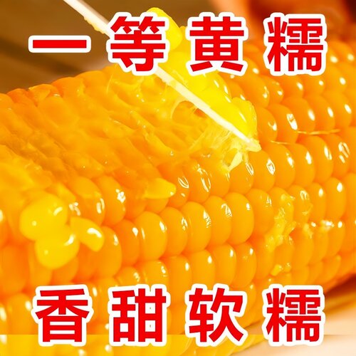 香甜黄糯玉米种子东北高产大棒粘玉米新品四季种植非转基因甜玉米