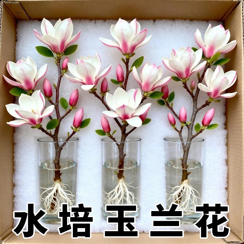 带花苞玉兰花水培鲜切花玉兰鲜枝真花过年花束盆栽客厅摆件年宵花,鲜花速递/花卉仿真/绿植园艺,种苗/半成品盆栽,淘宝优惠券,粉丝福利购,淘宝优惠卷