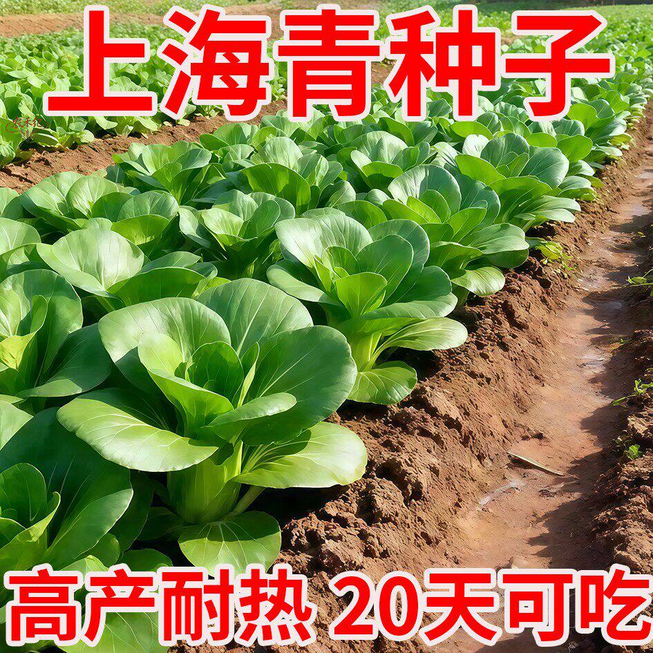 上海青小青菜四季油菜种子籽种蔬菜种籽孑冬天大全矮脚黑叶苏州青