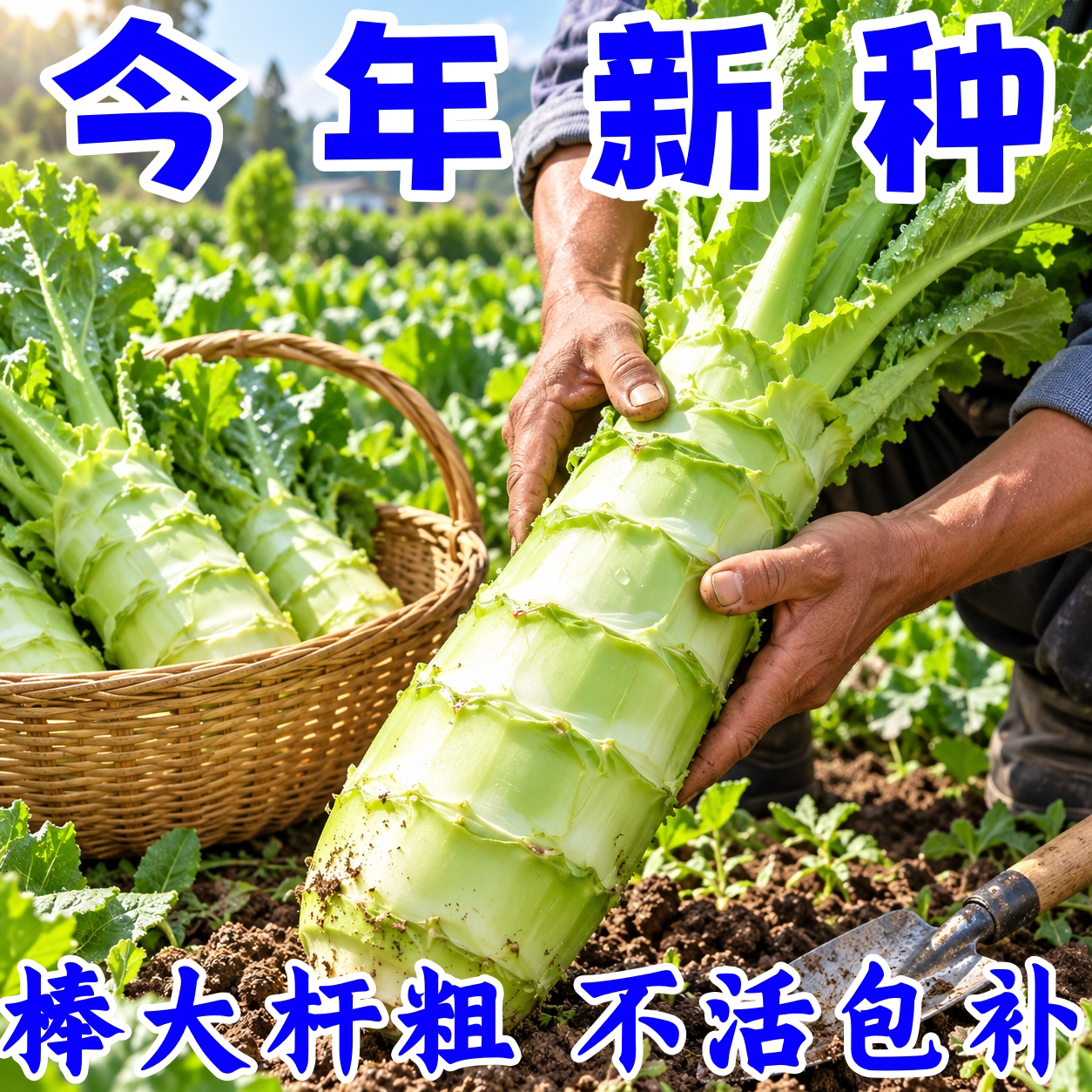 薄皮四季莴笋耐热耐寒秋冬