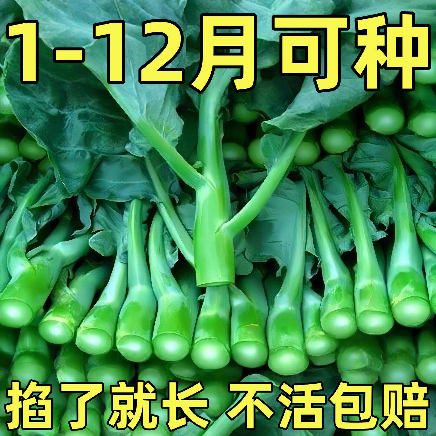 四季高产耐寒耐热芥蓝种子