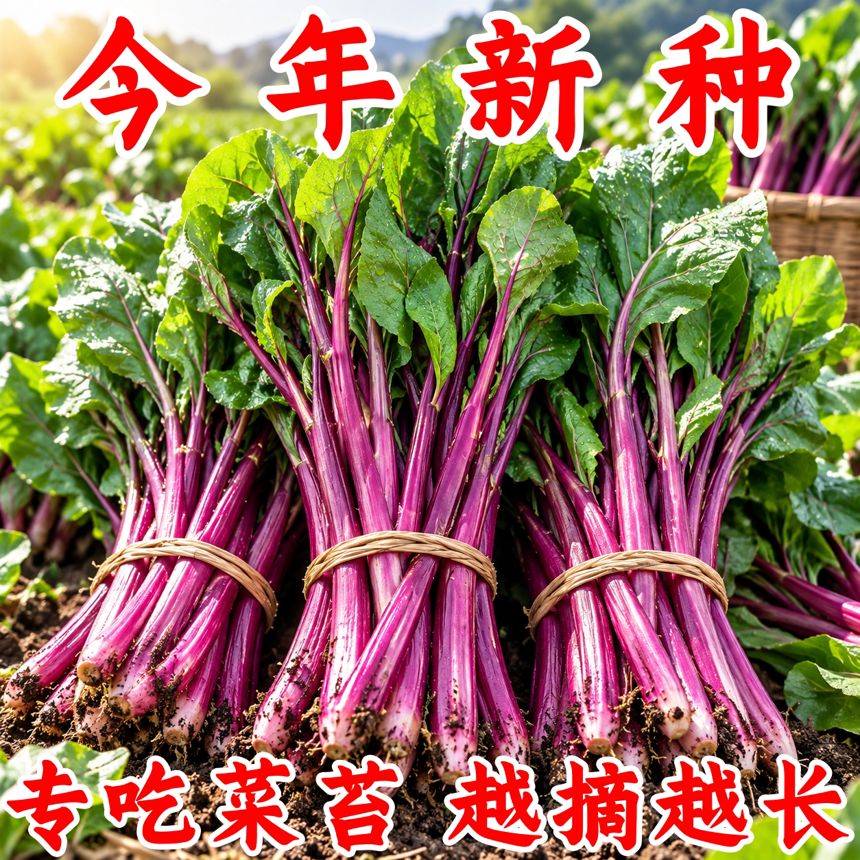 红菜苔四季播种种子大全