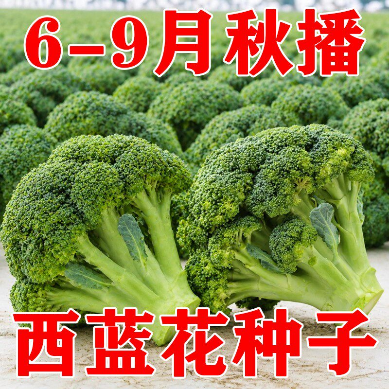 西兰花种西蓝花菜种子松花菜种籽花椰菜花菜种四季阳台盆栽蔬菜孑
