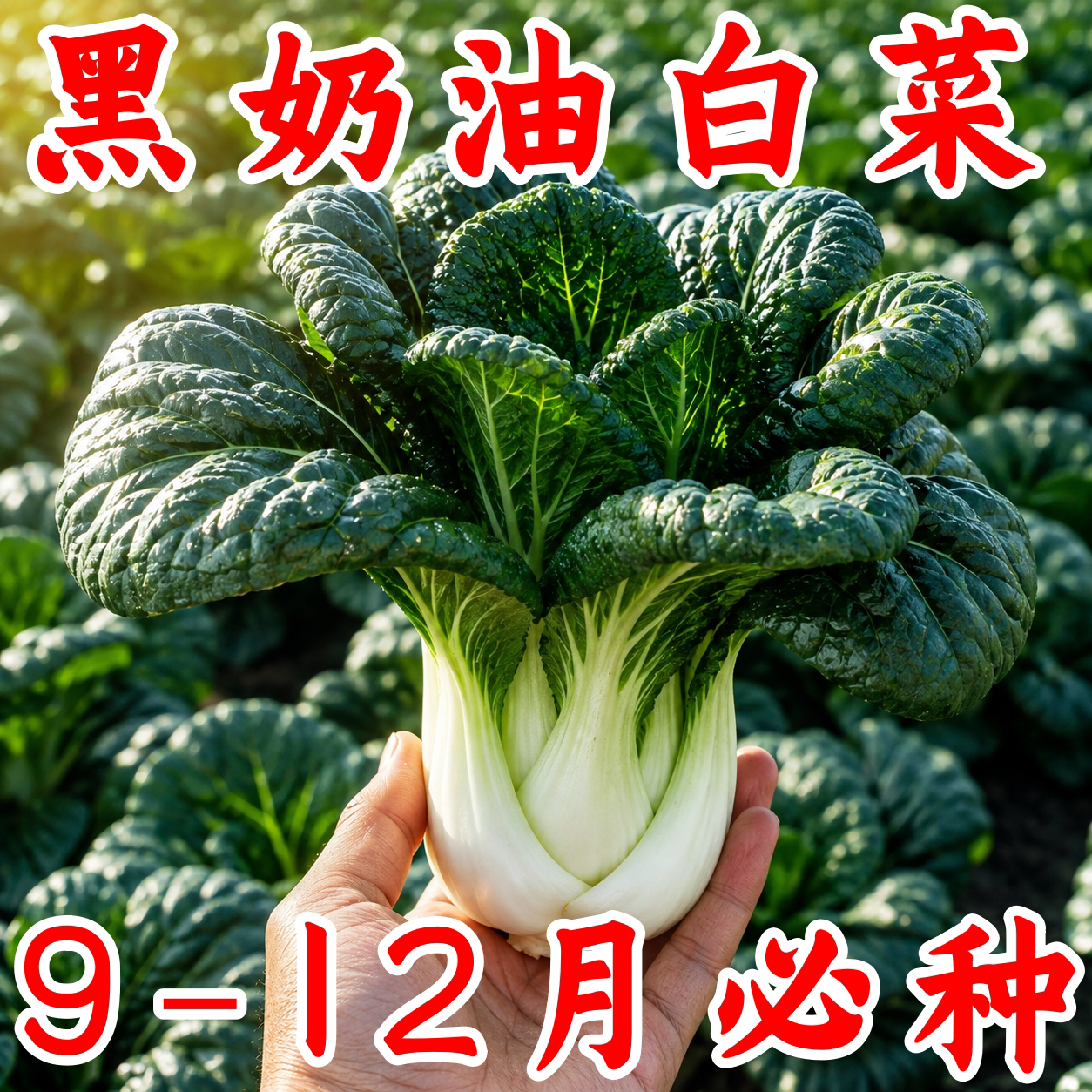 黑油小白菜种子阳台易种高产