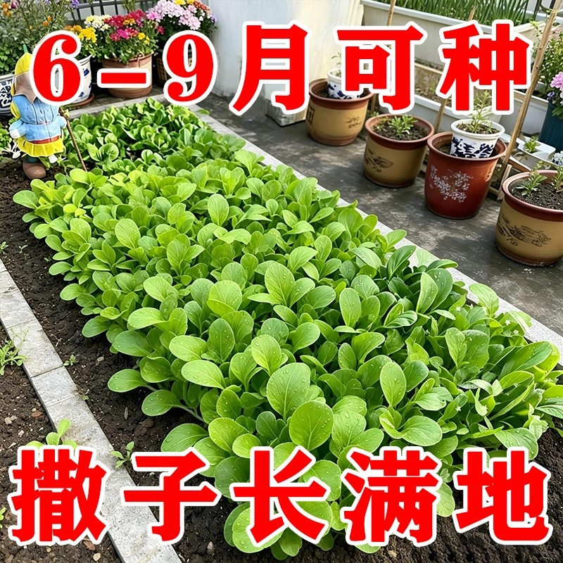 四季小白菜青菜油菜种子