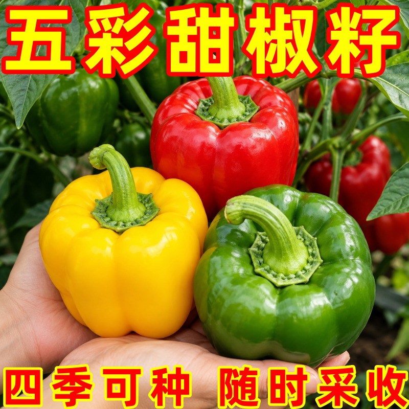 五彩甜椒种子大果高产不辣盆栽