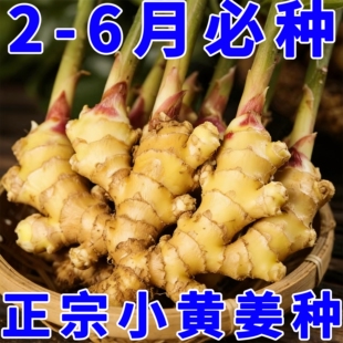 生姜种子姜种带芽山东大姜种籽生姜种植苗老姜子姜芽大肉姜种苗子