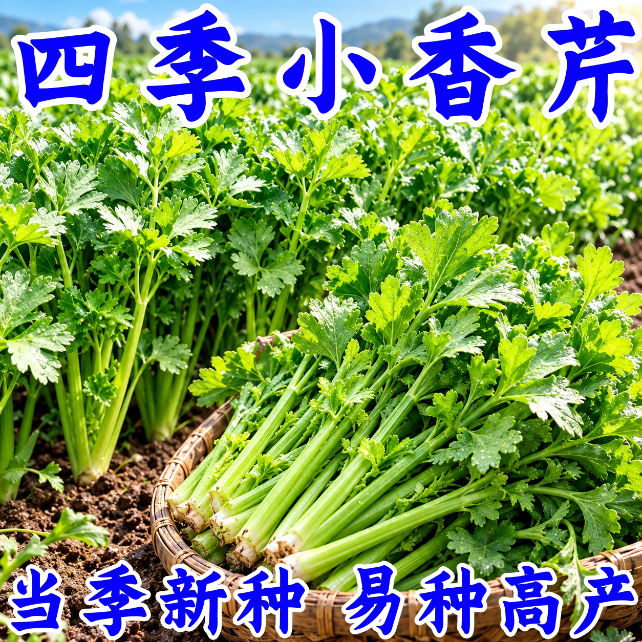 老品种香芹种子四季播留籽实心