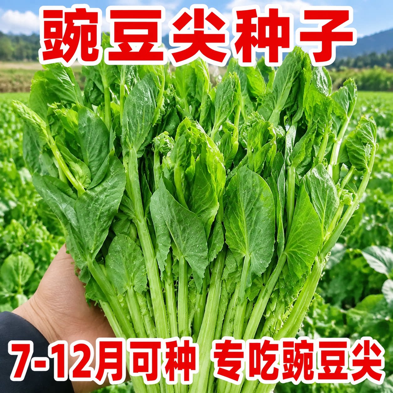 无须豌豆苗种子四季易种阳台盆栽