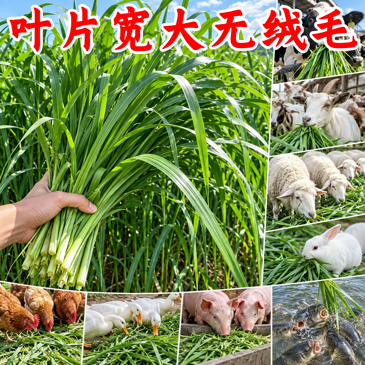 进口黑麦草种子耐寒多年生牧草