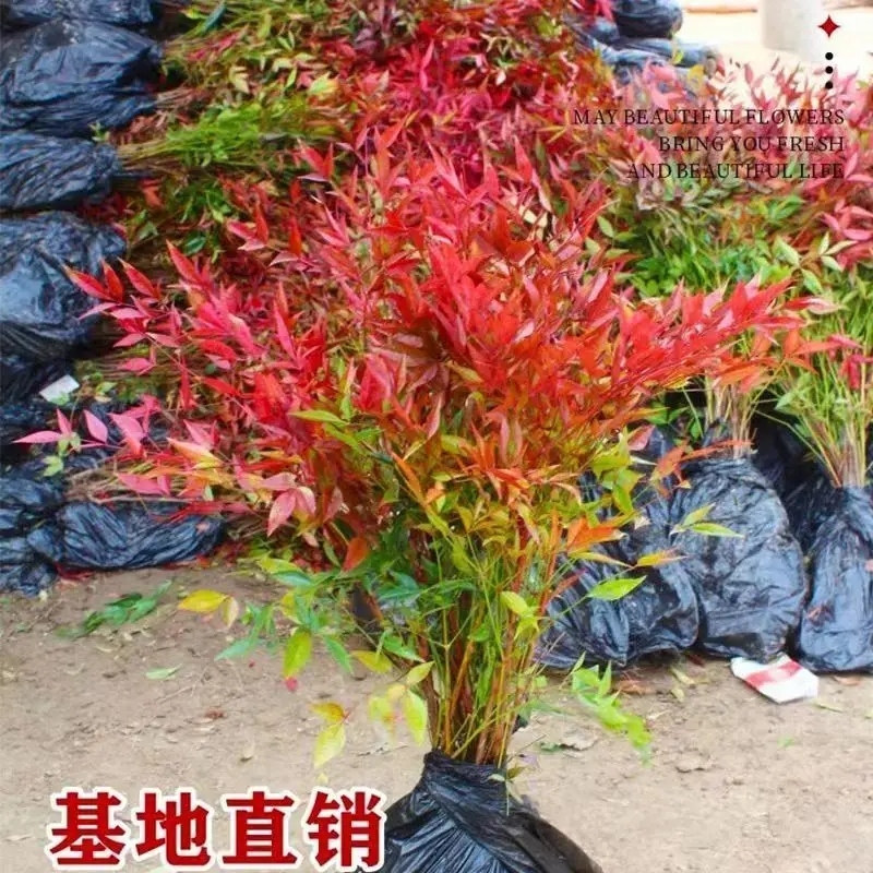 南天竹树苗盆栽绿植正宗南天竹中国红绿化四季观叶耐寒植物盆景冬