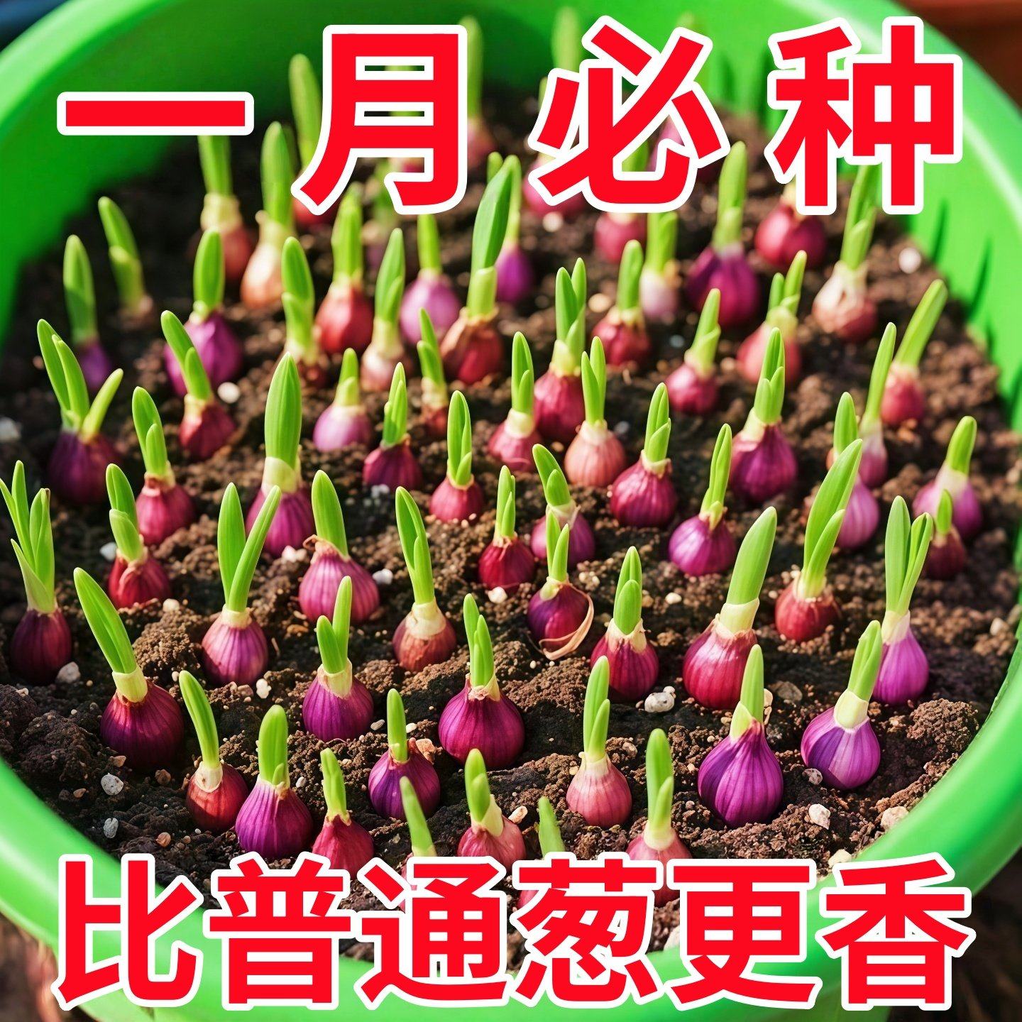 四川正宗红葱四季小香葱红根香葱根苗盆栽阳台四季种植新鲜红葱头,鲜花速递/花卉仿真/绿植园艺,种苗/半成品盆栽,淘宝优惠券,粉丝福利购,淘宝优惠卷