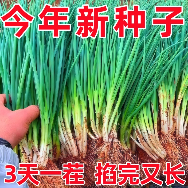 分多多小香葱种子浓香四季高产