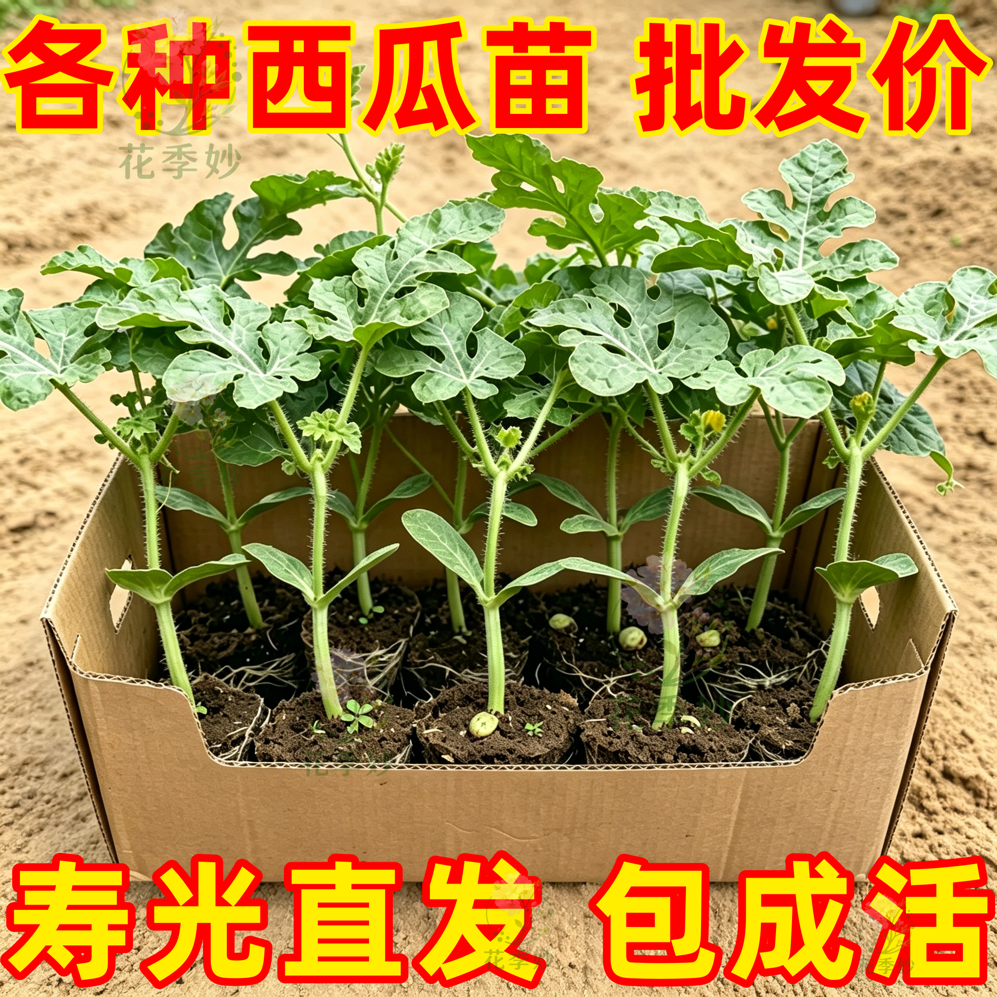 8424麒麟无籽西瓜苗嫁接盆栽