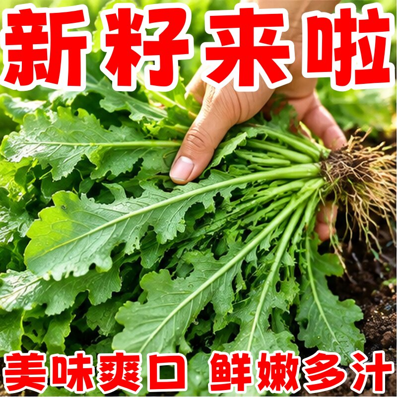 纯野生荠菜种子四季高产