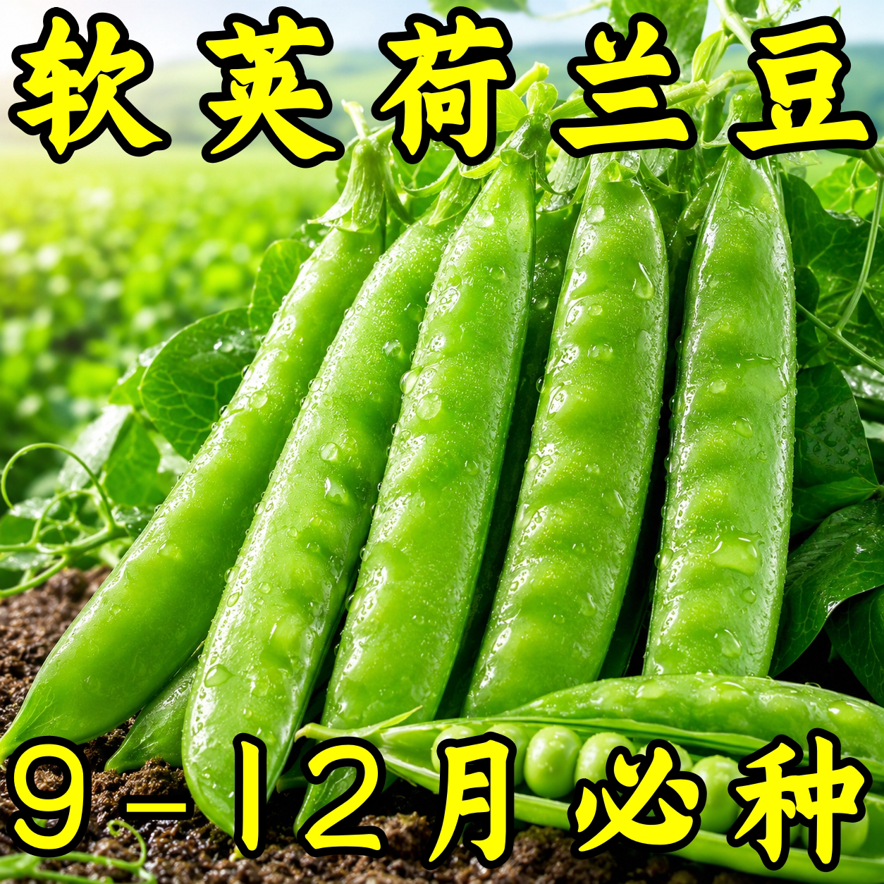甜脆荷兰豆种子高产耐寒秋冬播