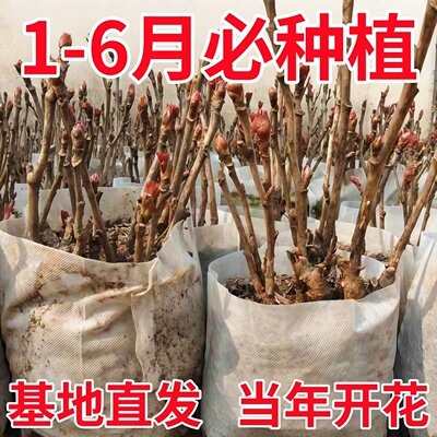 洛阳牡丹花苗重瓣大花带花苞