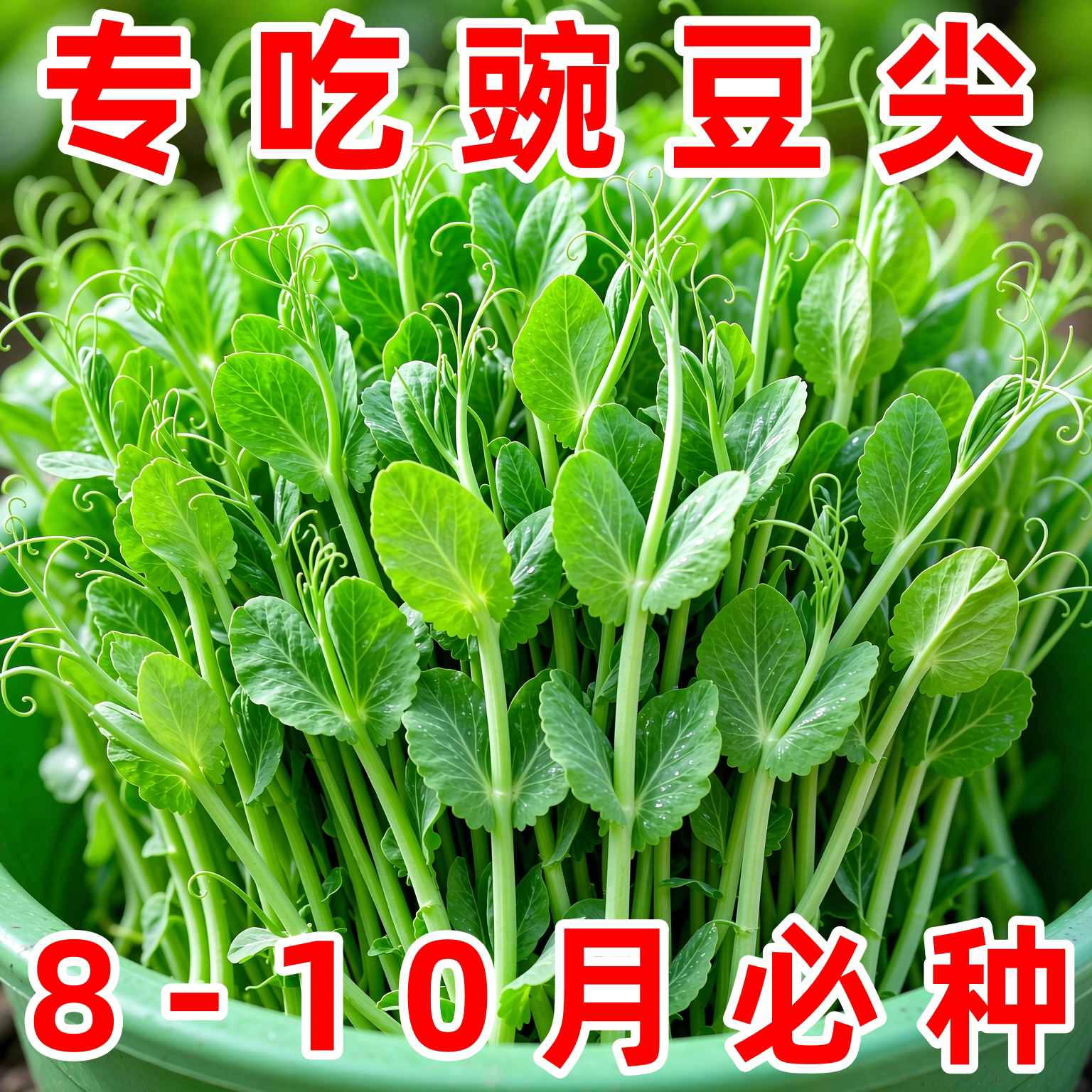 无须豌豆尖种子四季播阳台高产