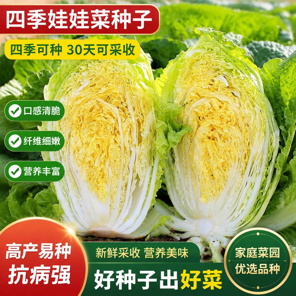 四季娃娃菜种子黄心农家易种