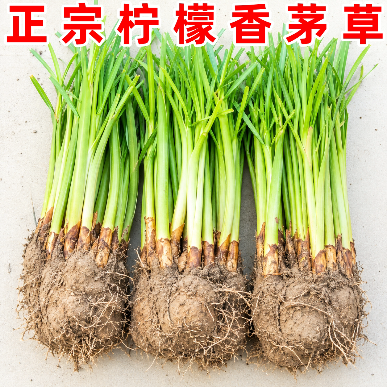 云南新鲜带根香茅柠檬草冬阴汤