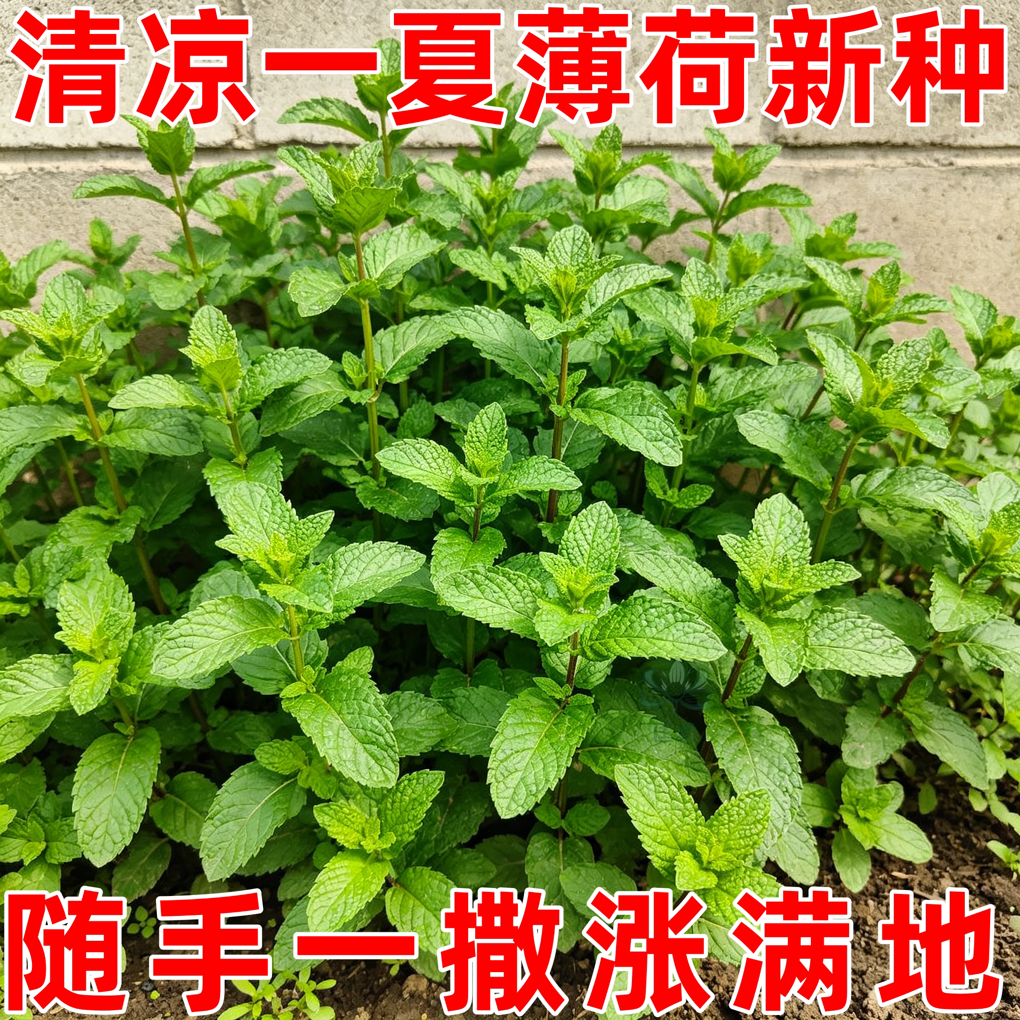 食用薄荷种子耐寒耐热高产驱蚊图片