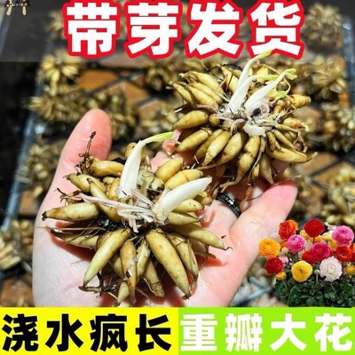 【带根发货】花毛茛种球家庭户外花卉多年生重瓣洋牡丹懒人盆栽
