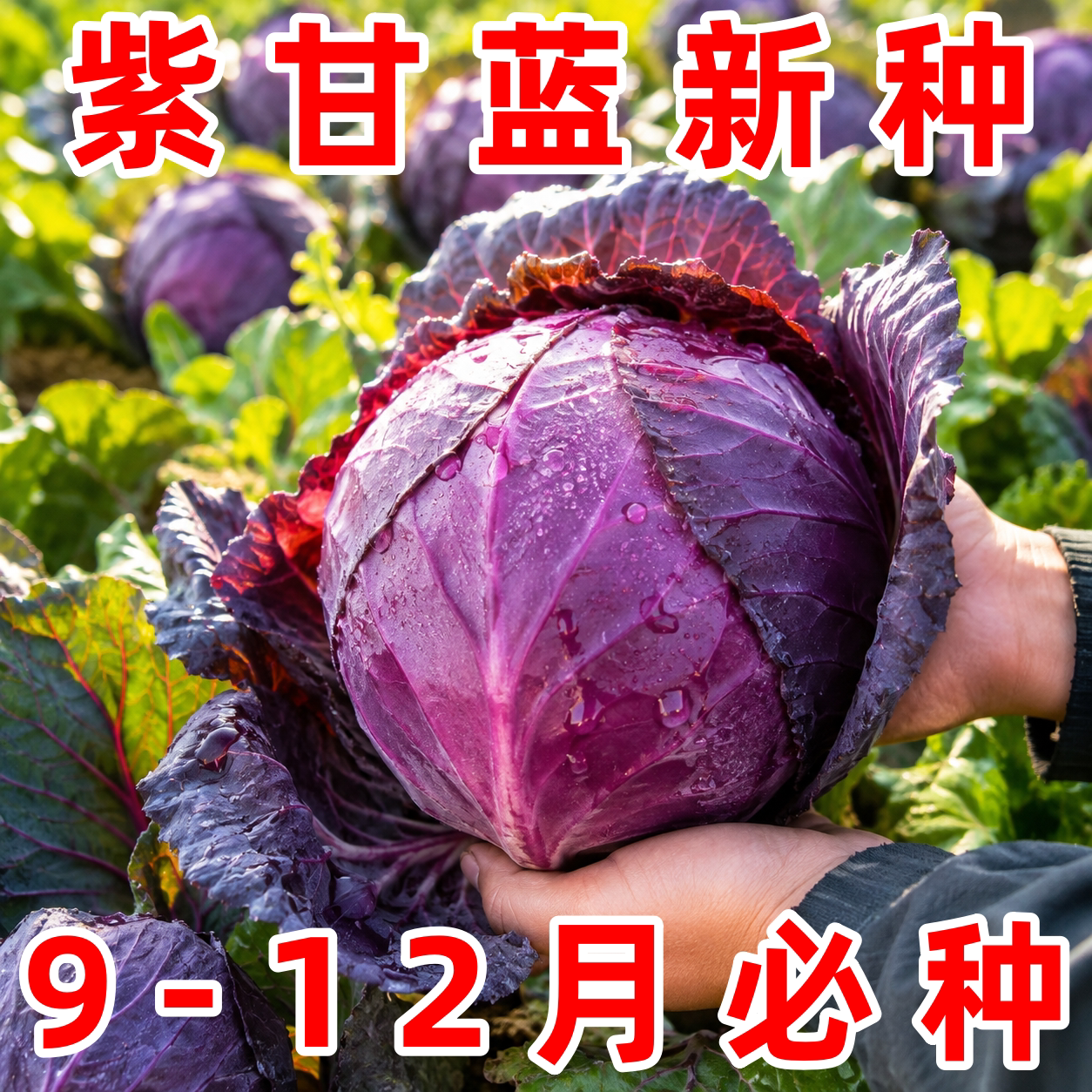 紫甘蓝种子中早熟包菜洋白菜