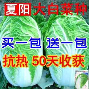 夏阳大白菜种子夏季抗热耐高温早熟50天结球白菜籽农家蔬菜种子籽