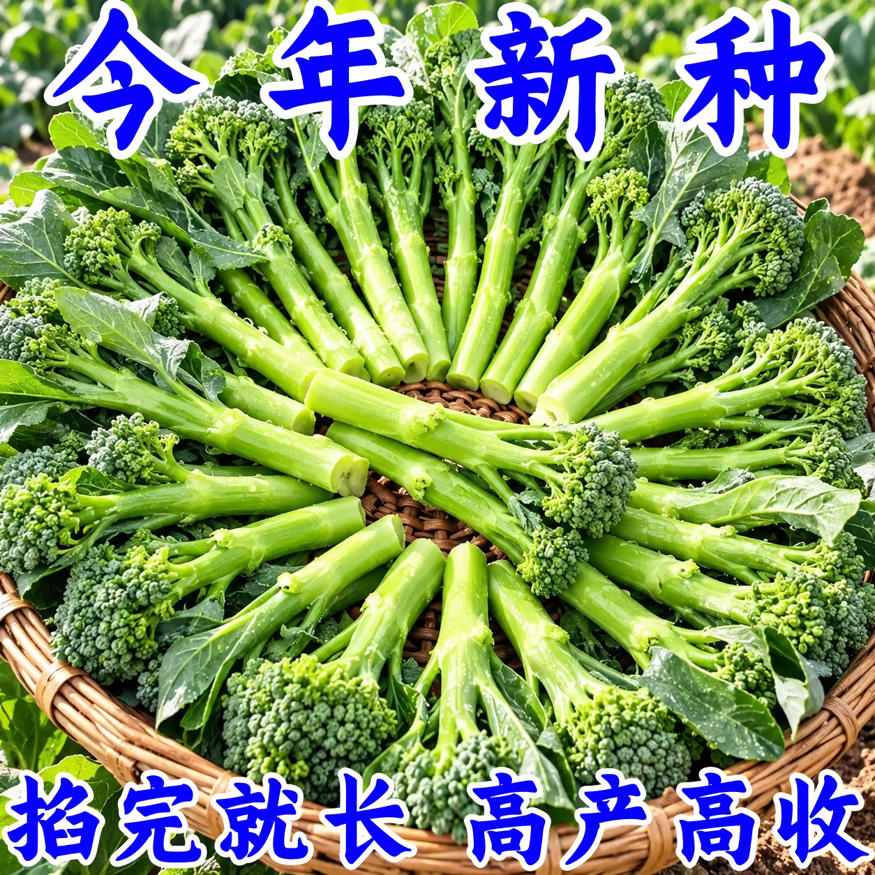 四季播耐热耐寒西兰苔种子