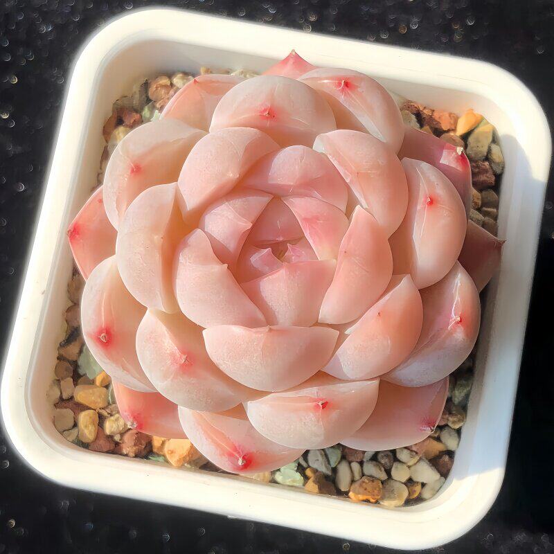 新手好养多肉盆栽套装