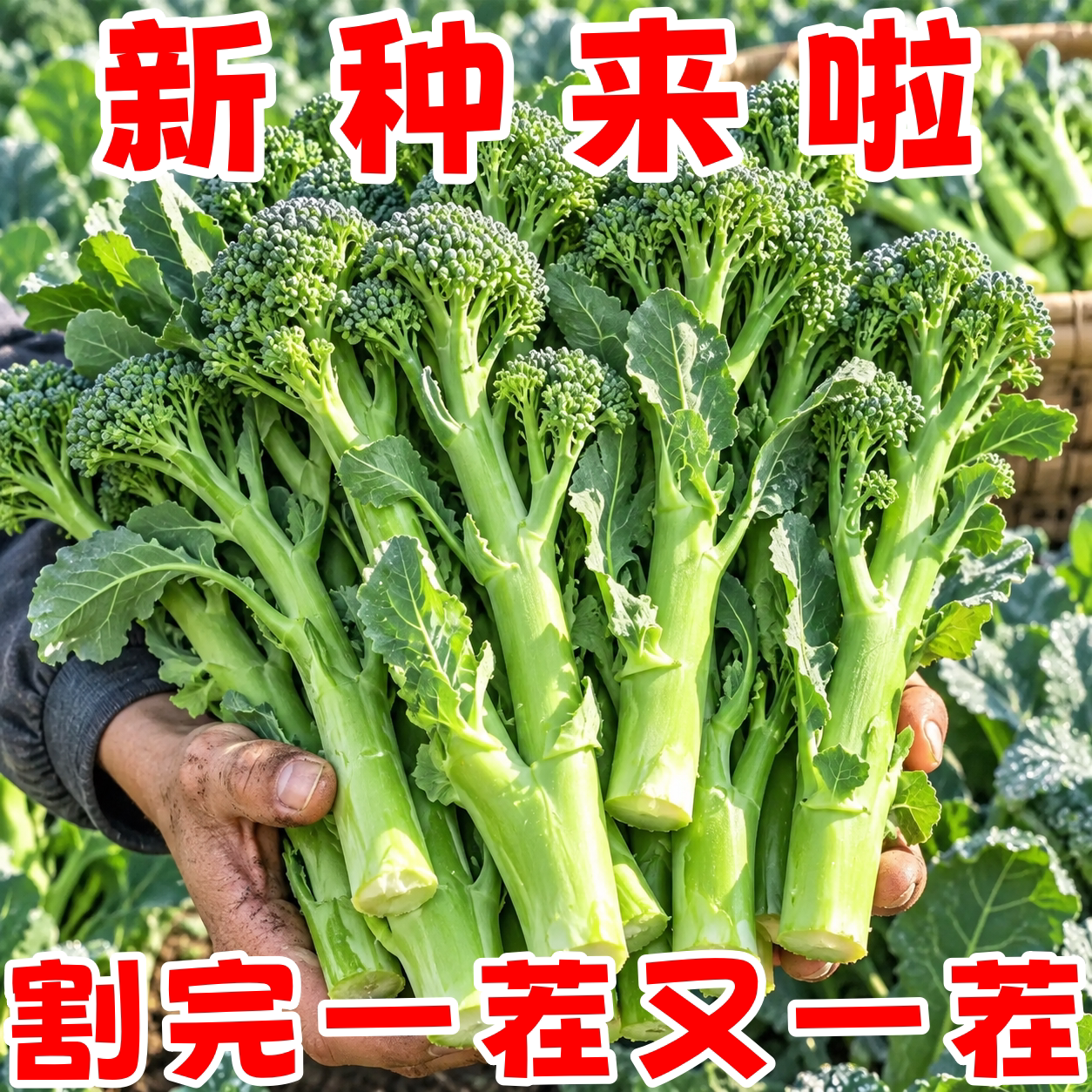 西兰苔芥蓝种子四季耐高温高产