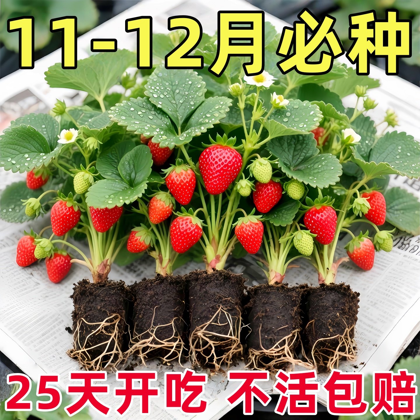 丹东奶油甜宝章姬久香草莓苗盆栽