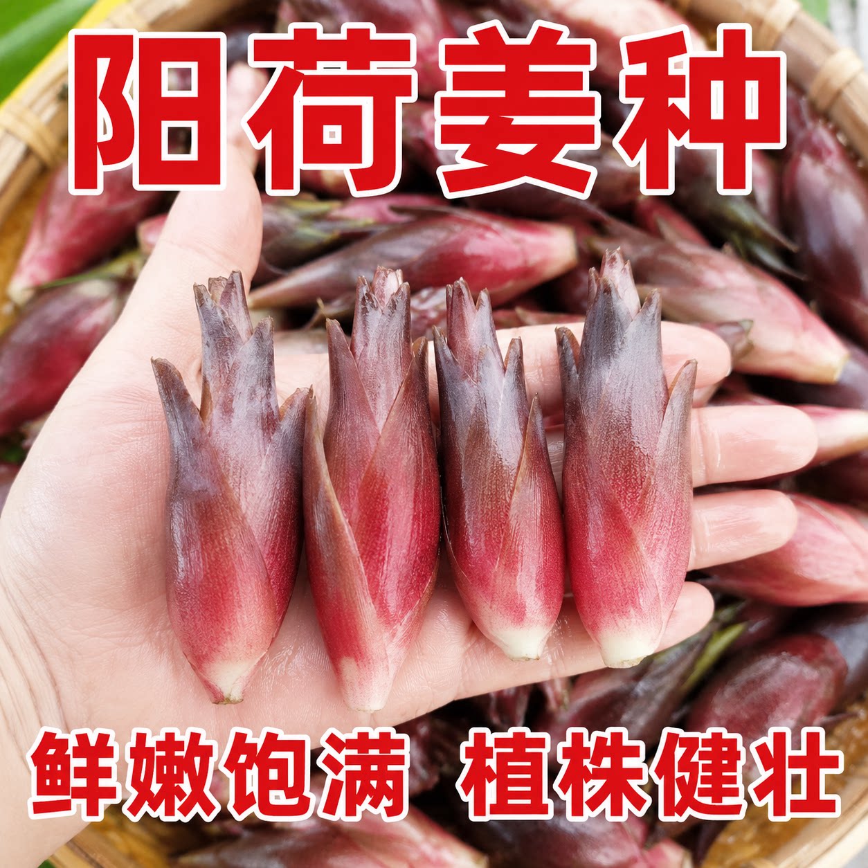 新鲜阳荷姜种子耐热抗旱高产