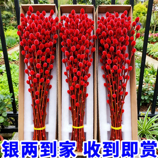 银柳真花鲜枝客厅摆件耐寒年宵花红色干花枝室内招财水培装饰花束
