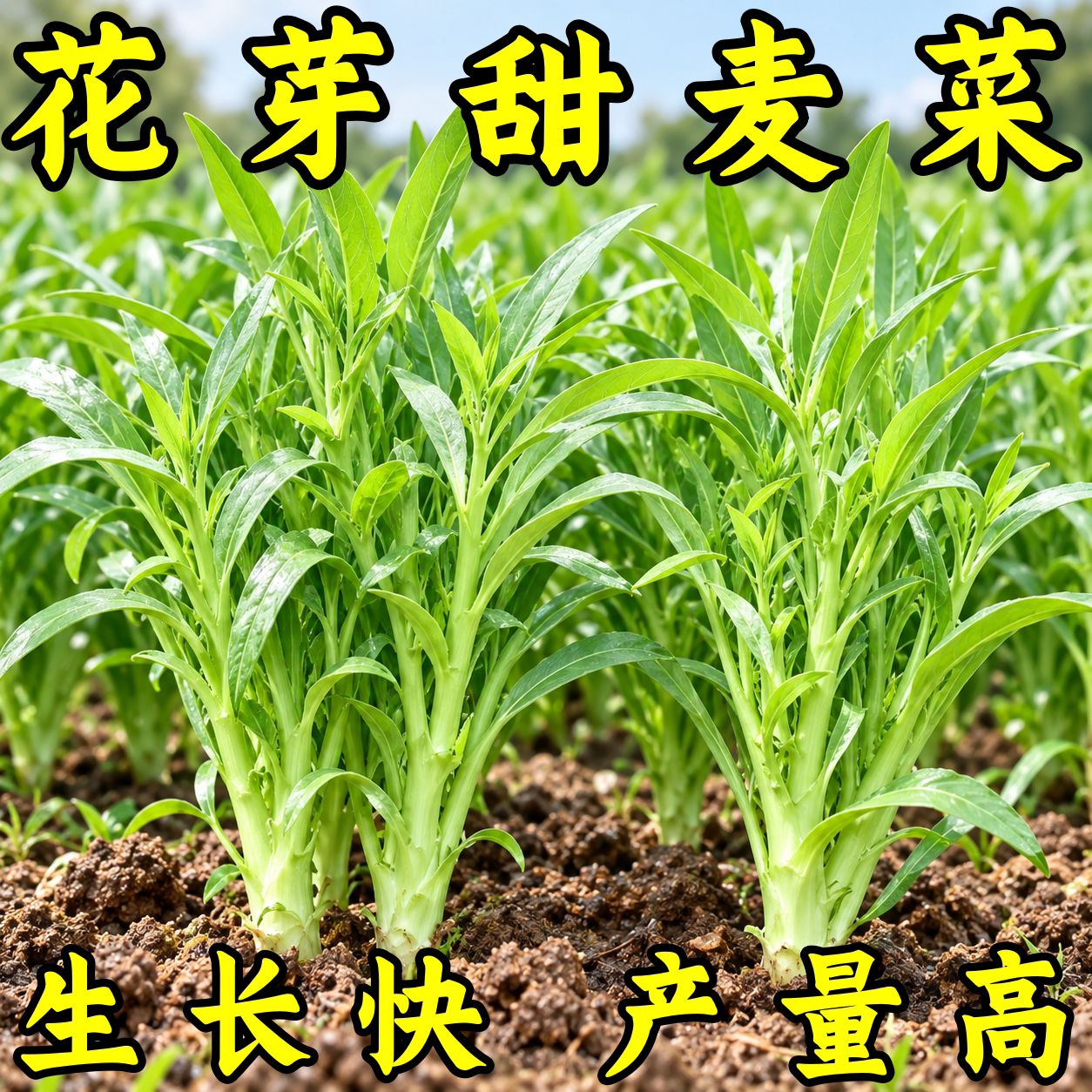 四季甜麦菜种子耐热耐寒盆栽大田