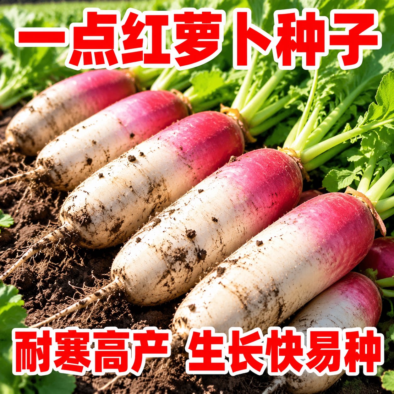 一点红水果萝卜种子四季可播